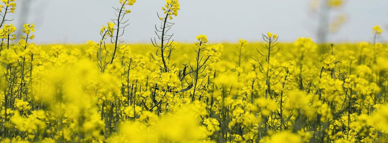 Wiosenna regulacja rzepaku – jak skutecznie skracać łan, by zwiększyć plon? 1 1862908487 wp69297439dcc3a0.61211646