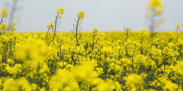 Wiosenna regulacja rzepaku – jak skutecznie skracać łan, by zwiększyć plon? 15 1862908487 wp69297439dcc3a0.61211646