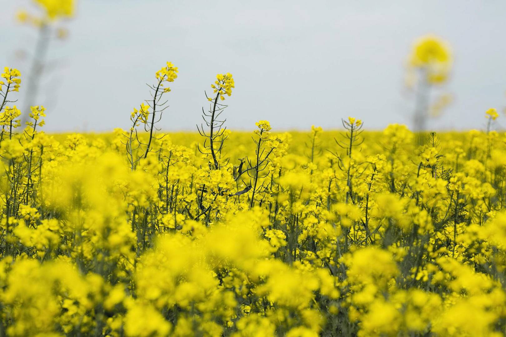 1862908487 wp69297439dcc3a0.61211646